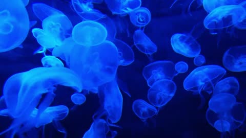 DEEP OCEAN - Drifting Jellyfish with Ambient and Calming Music for Relaxation-15