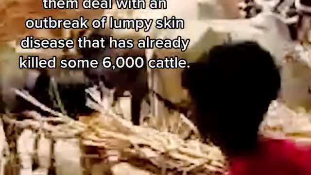 Why Have 25,000 Cows Been Set Free to 'Cow Bomb' the Indian Government?