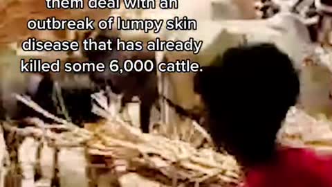 Why Have 25,000 Cows Been Set Free to 'Cow Bomb' the Indian Government?
