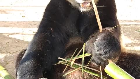 panda eats bamboo