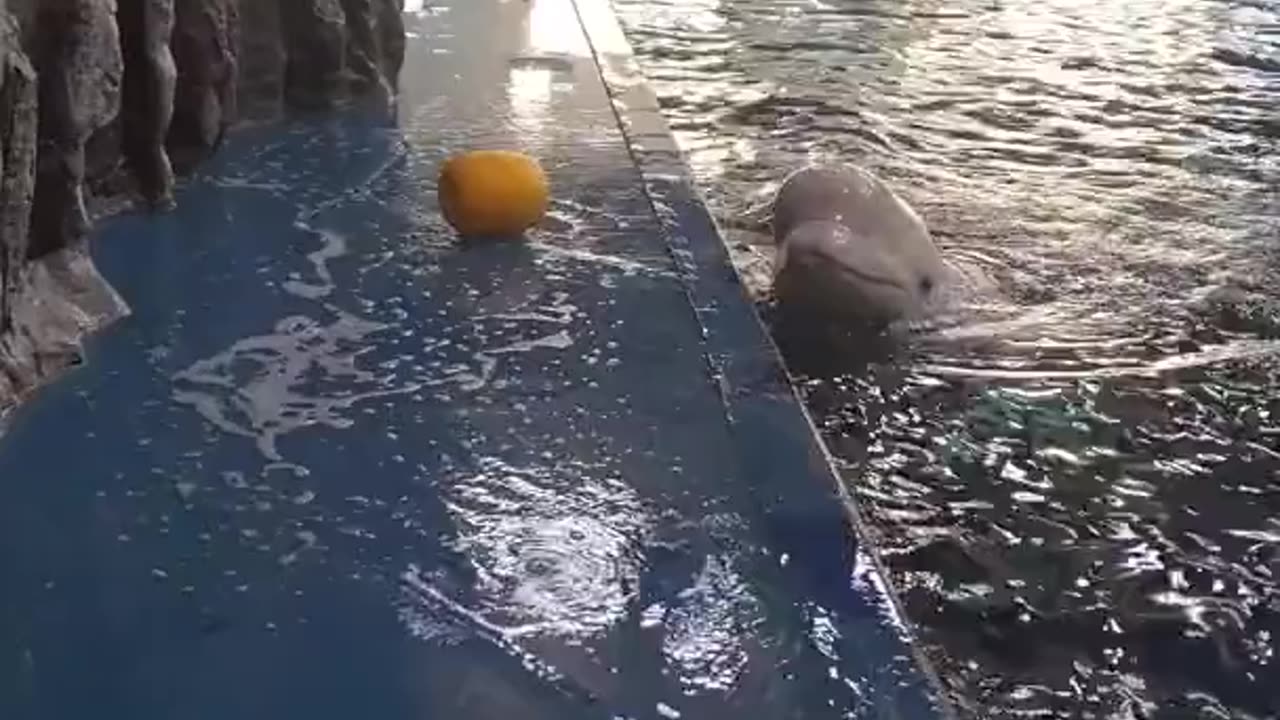 The beluga whale uses subtle water jets to recover its toy.