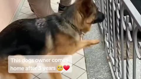 THIS DOG’S OWNER COMES HOME AFTER 3 YEARS