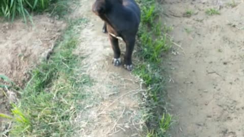 cute puppys running in from the field