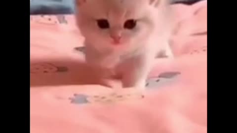 Cat short video |New cat video |Cats