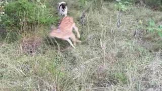 Dog tries to get rescued deer to play!