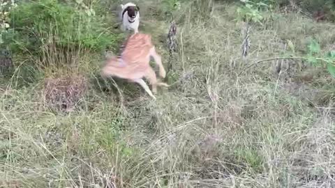 Dog tries to get rescued deer to play!