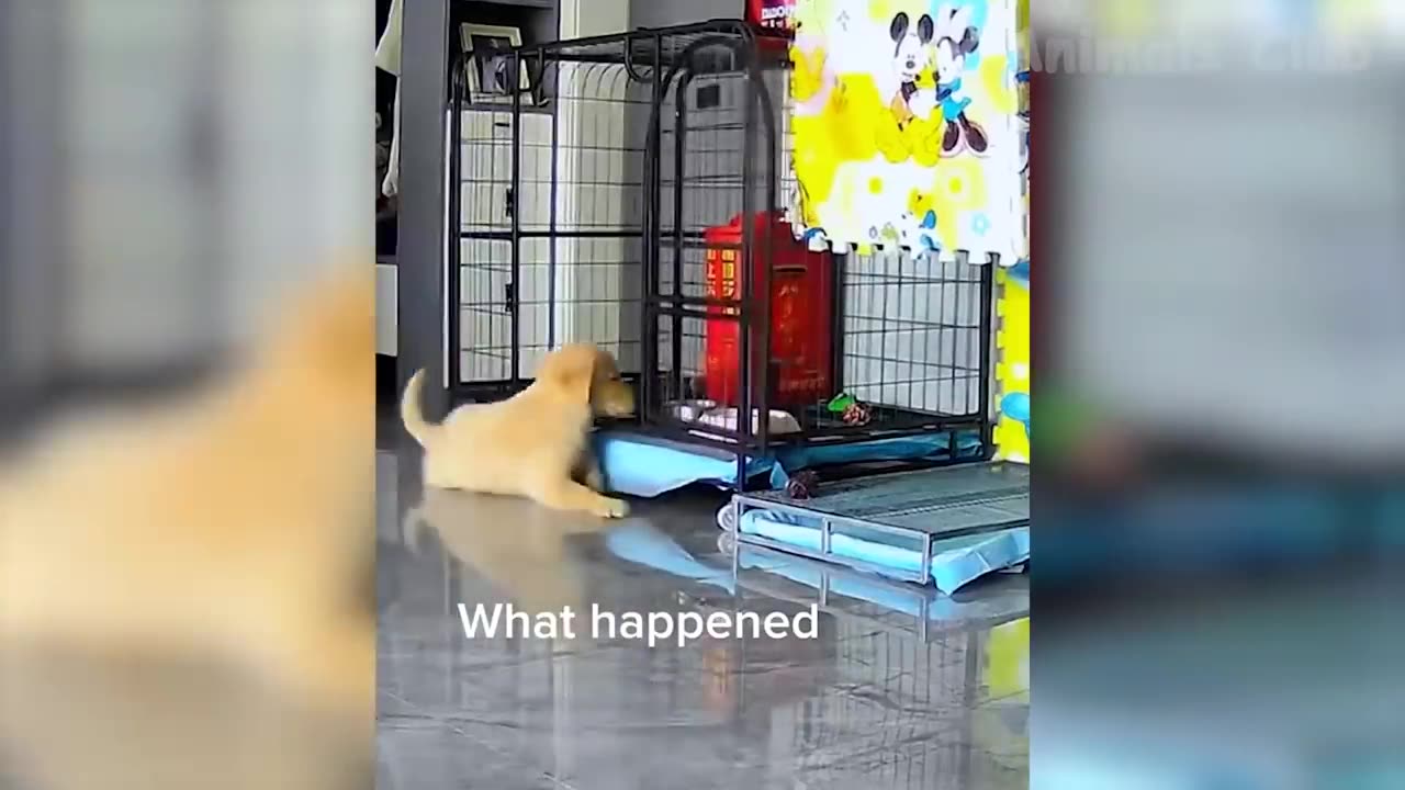 Trending#1 Funny Cats and Dogs Videos 🤣