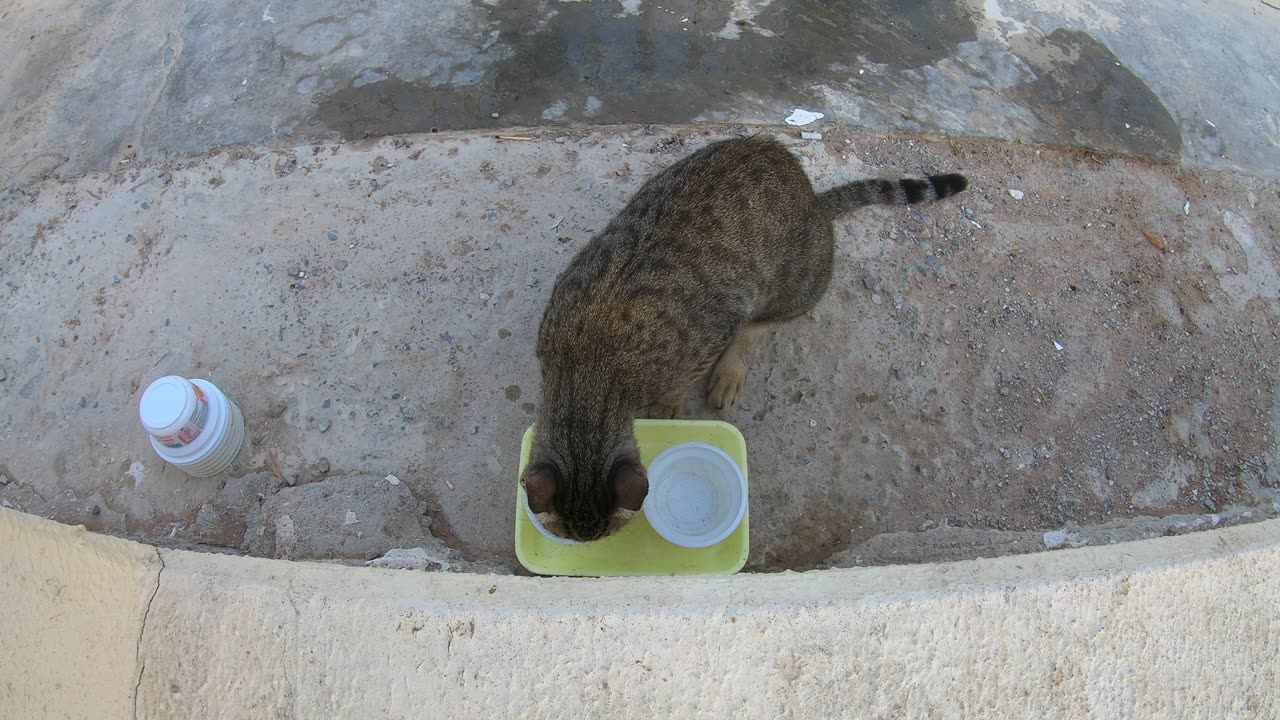 MICHAEL JACKSON & ED SHEERAN - Homeless cats in Ras Al Khaimah, UAE #cat #EdSheeran #MichaelJackson