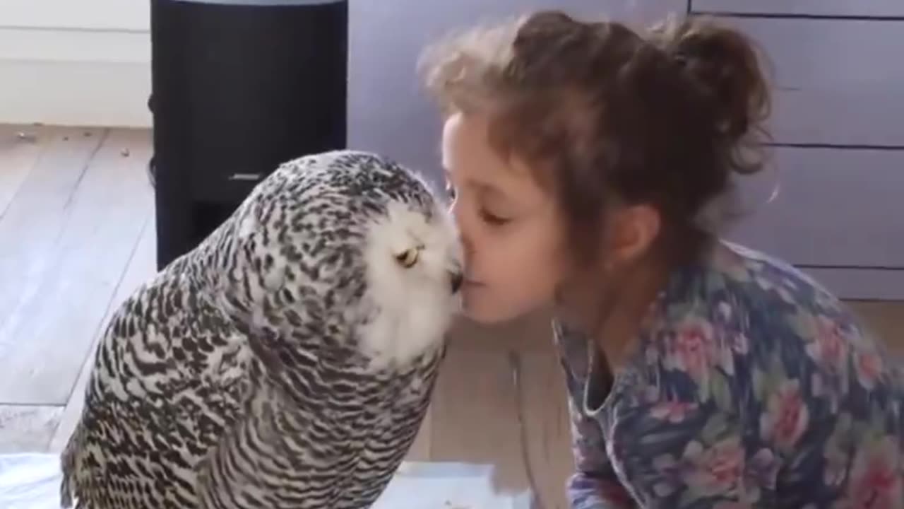 Owl kisses