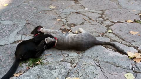 Cute Kittens playing