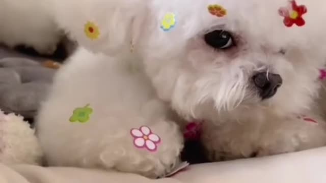 The process of pasting flower stickers on cute puppy.Do you want to experience