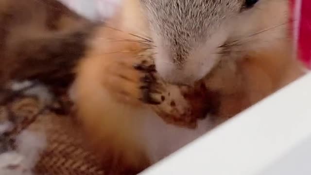 Cute animal,baby animal