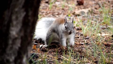 Cute Squirrel