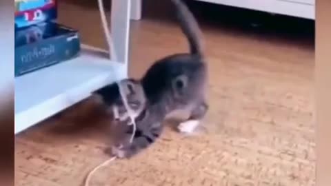 Cats dance funny video | cats funny video | funny videos | cats funny | #cats #funny