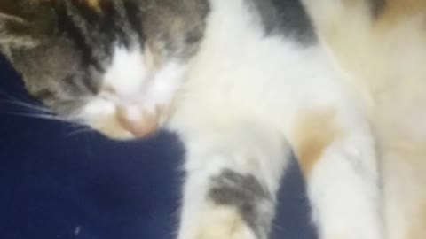Cat Yawn