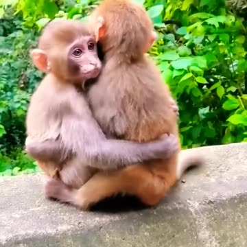 monkey wildlife animal life