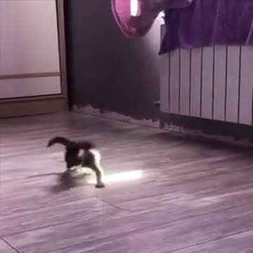 Kitten experiencing sunlight