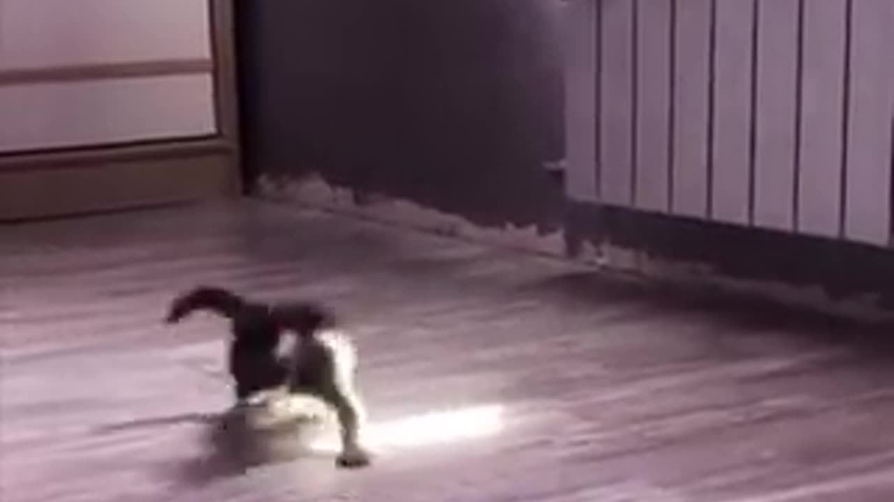 Kitten experiencing sunlight