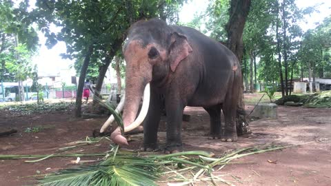 Elephant In Sri Lankan Temple.Tusker With Peoples