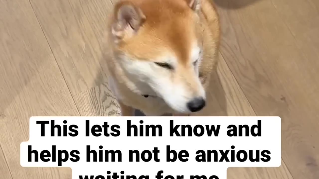 Shiba Inu: The Intelligent Breed That Can Even Juggle Part-Time Jobs!