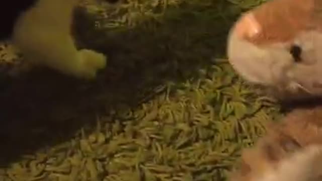 Let me go, I'll have a snack. «Funny ANIMALS» video Funny with cats 2021.