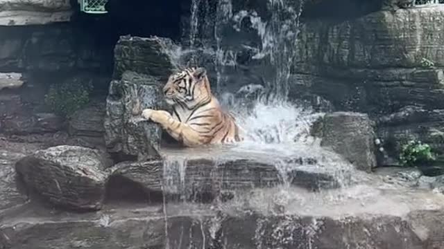 Take a bath downstairs and sleep upstairs.# Tiger