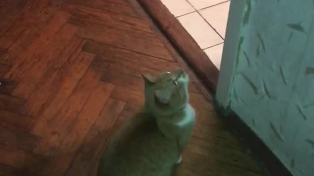 cat playing