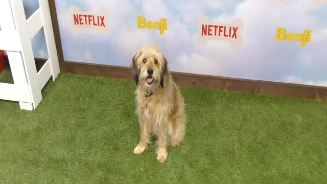 The Los Angeles Premiere Of The New Netflix Film 'Benji'