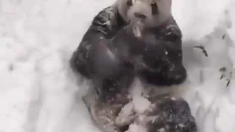 A panda sees snow for the first time