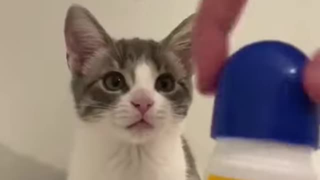 Cute cat funny comedy scenes 🤣🤣