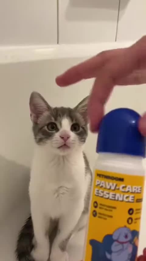 Cute cat funny comedy scenes 🤣🤣