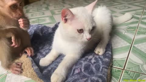 Baby monkey thinks cat is his best friend