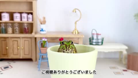 【c117】ごはんのあげ方にうるさいカエルがこちらです【チャコガエル/ Chaco horned frog】