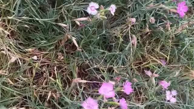 A mountain full of wildflowers brings good luck