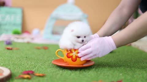 Pretty White Pomeranian puppy ♥ Video, puppy sound