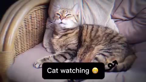 Cute cats 😍