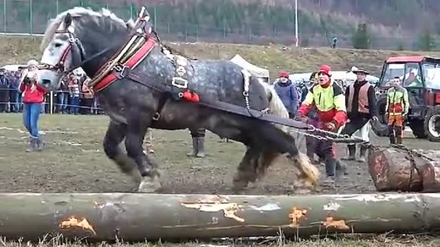 The strongest horse in the world, guess what?ا1