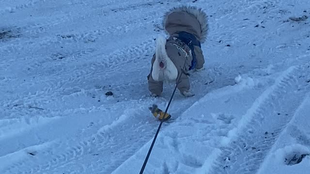 Little Barking Dog Bundled Up Winter