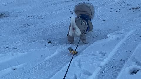 Little Barking Dog Bundled Up Winter