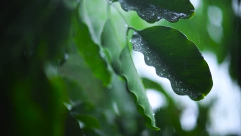 Very Close Shot Of The Leaves Of A Tree Wet With Rain