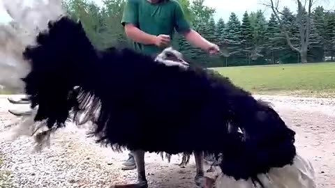 this bird for move #animal#bird#for#man