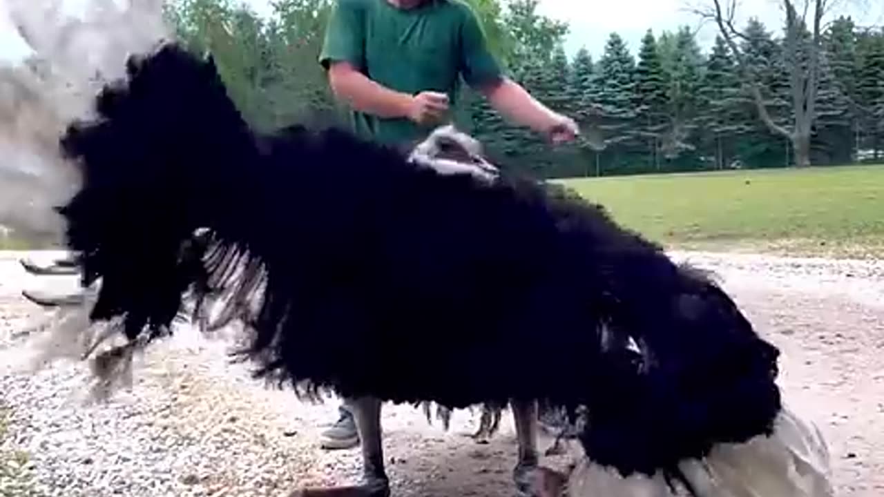 this bird for move #animal#bird#for#man