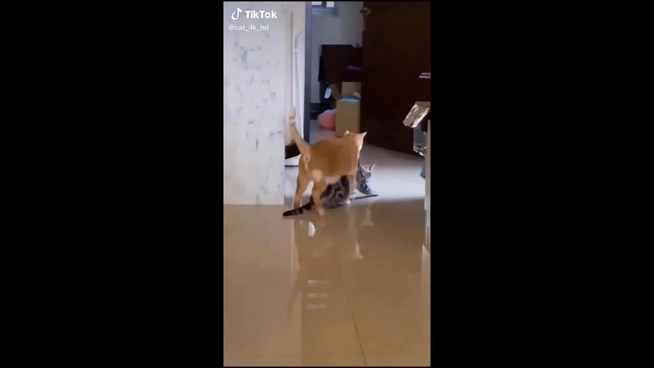 Funny cat video