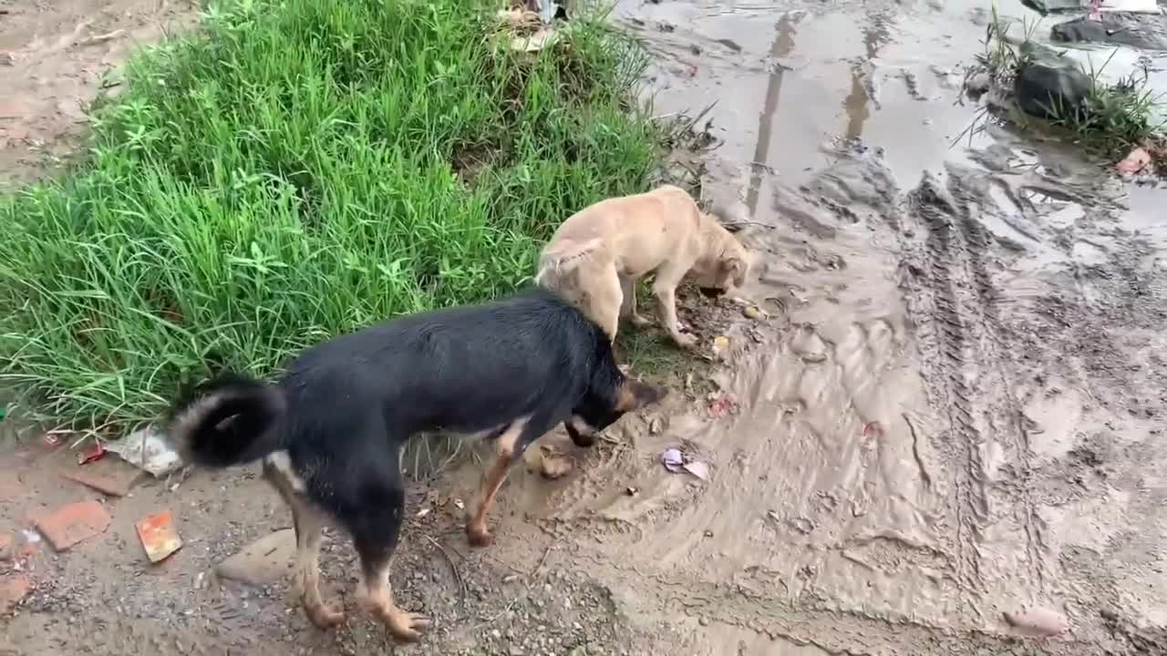 Mame won’t let Fairy to take a nap.❣️❣️ //cute dog video