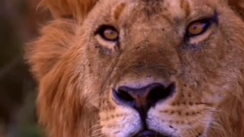 Zero distance male lion