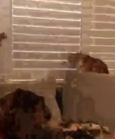 GIGGLE for 3-1-23 CAT INSISTS ON OPENING THE BLIND