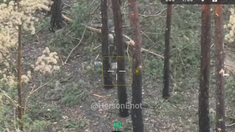 Ukrainian soldier covering himself with a branch, retreats in the forest southwest of Luhansk region