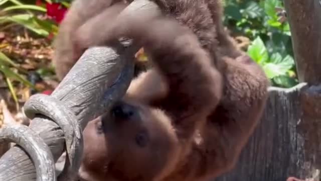 Sloths live in dense tropical forests.