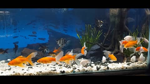 aquarium fish