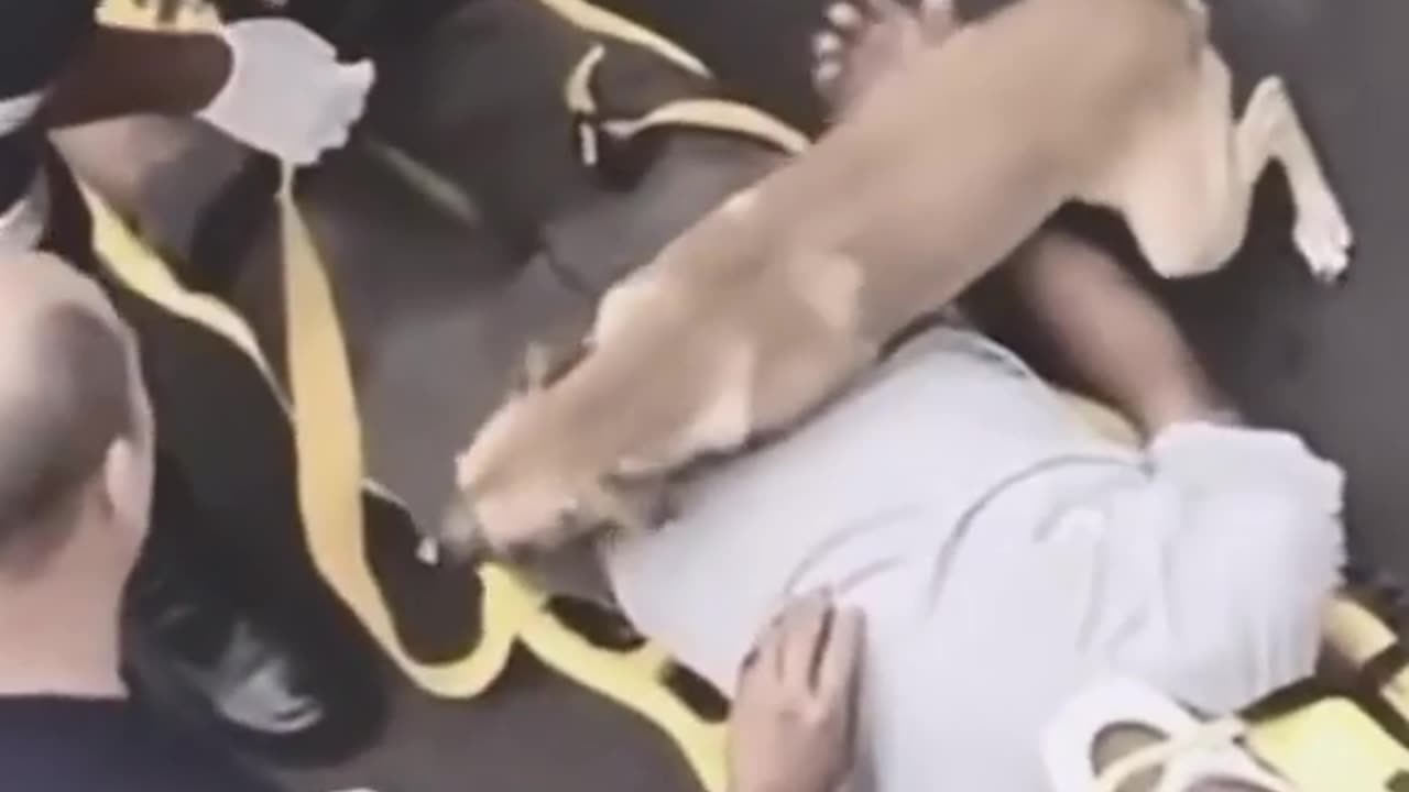 Dogs love